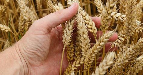 Rsearching for old wheat seeds in China