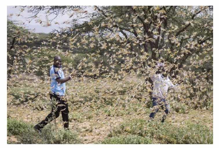 Locusts’ infestation around the world