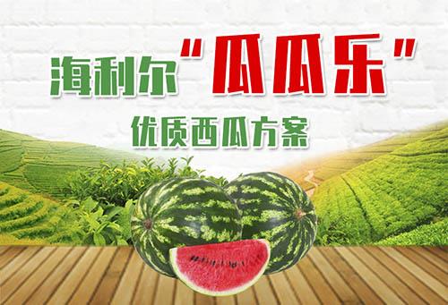 Watermelon-Solution
