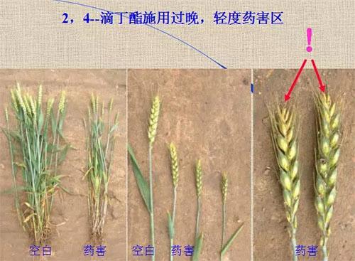 除草剂无时不刻发生变化，激素类除草剂未来还会在农业舞台上继续发挥更大作用